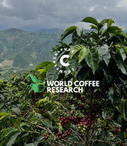Counter Culture Coffee x World Coffee Research